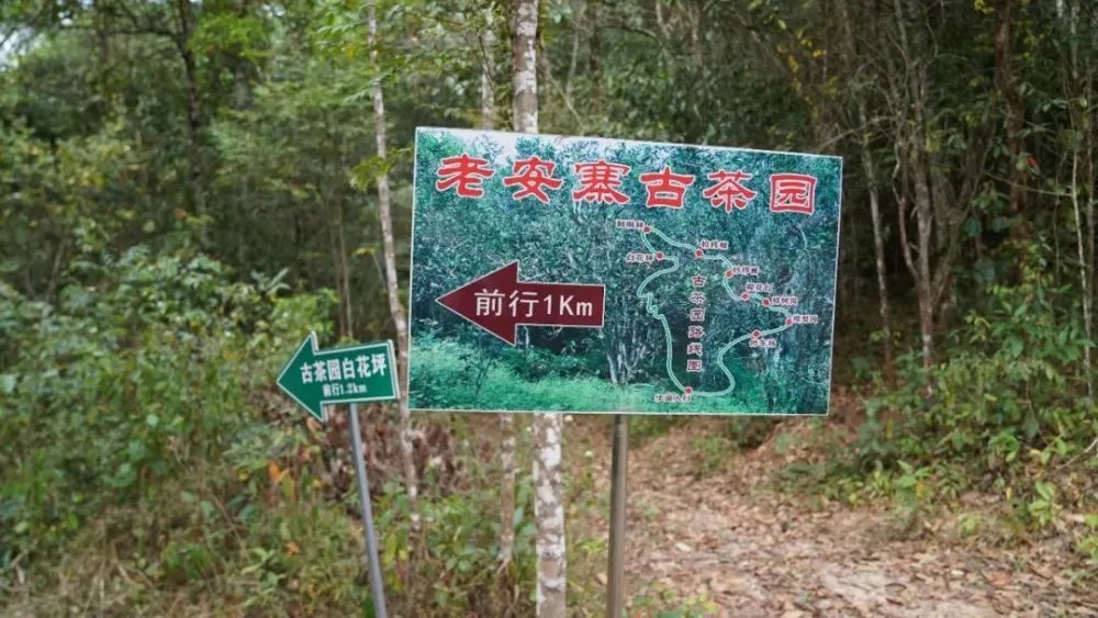 2023年普洱老安寨古樹春茶特點是什么？