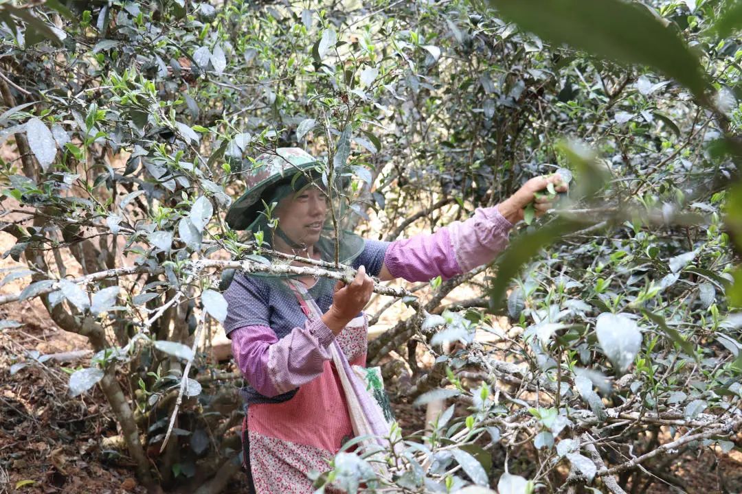 2023年普洱老安寨古樹春茶口感怎么樣？