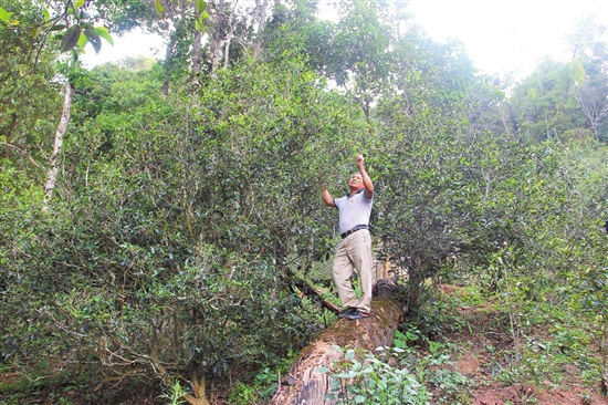 2023年普洱老安寨古樹春茶價格是多少？