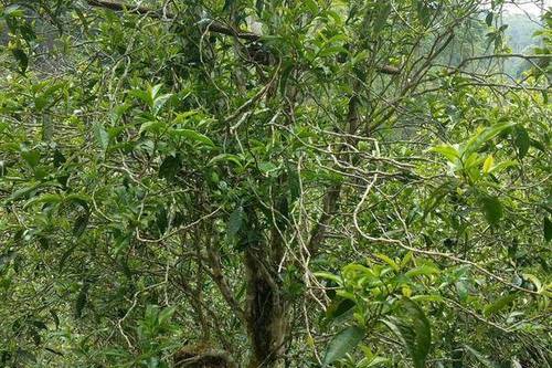 2023年千家寨古樹春茶口感怎么樣？