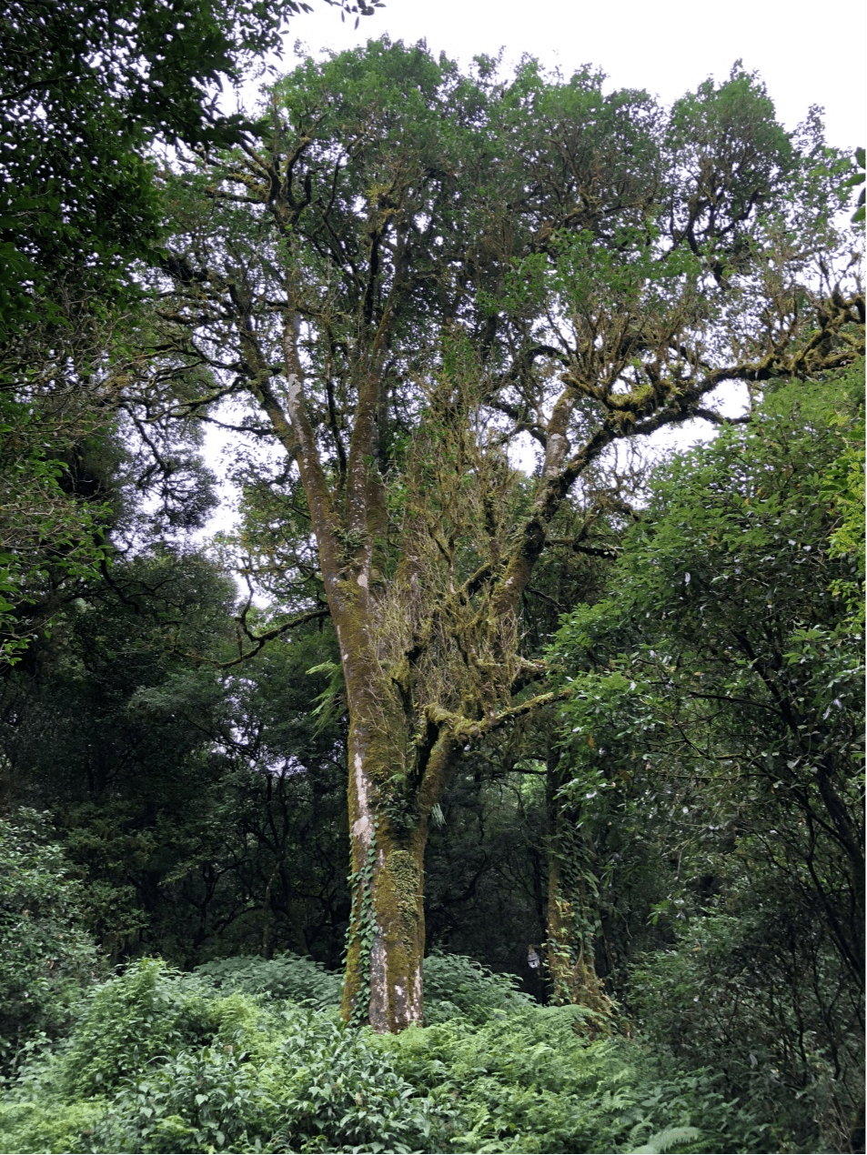 2023年千家寨古樹春茶價格是多少？