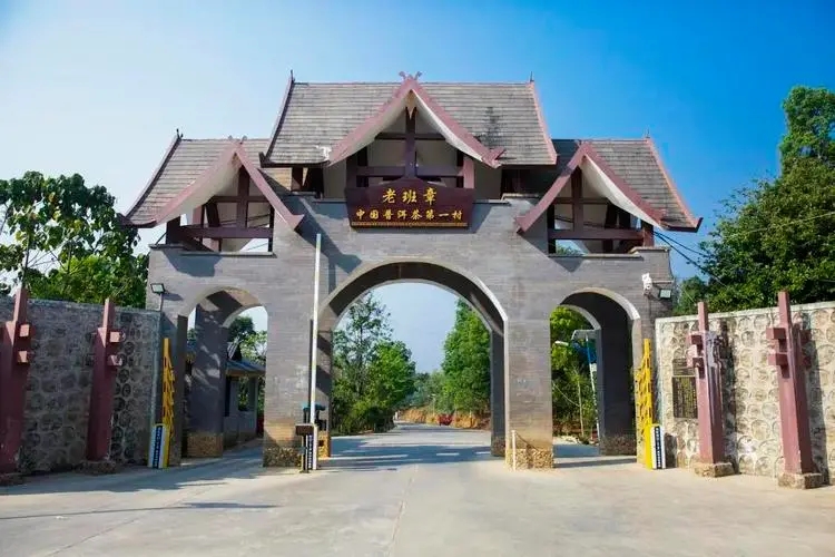 2024年老班章古樹(shù)春茶口感是什么？