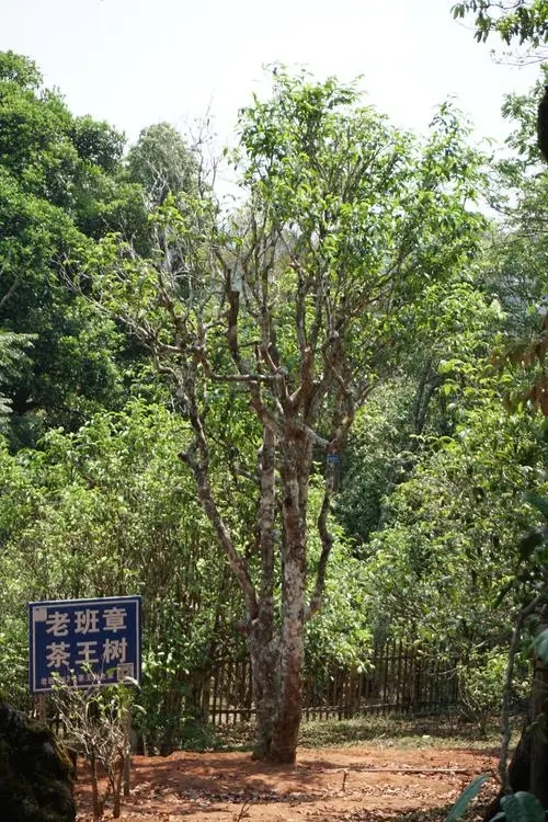 2024年老班章古樹(shù)春茶特點(diǎn)是什么？