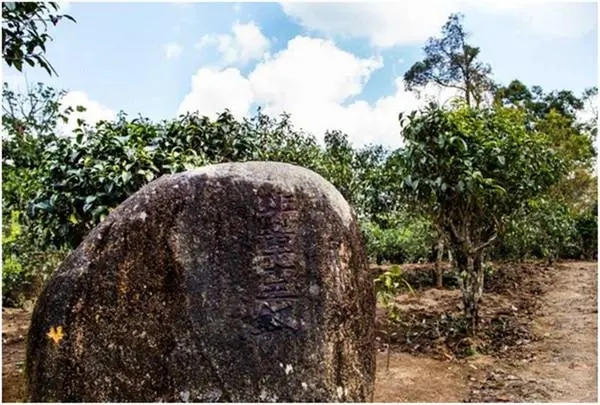 2024年老班章古樹(shù)春茶多少一公斤？