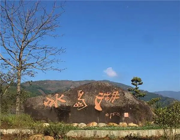 2024年冰島老寨古樹(shù)春茶品質(zhì)怎么樣？