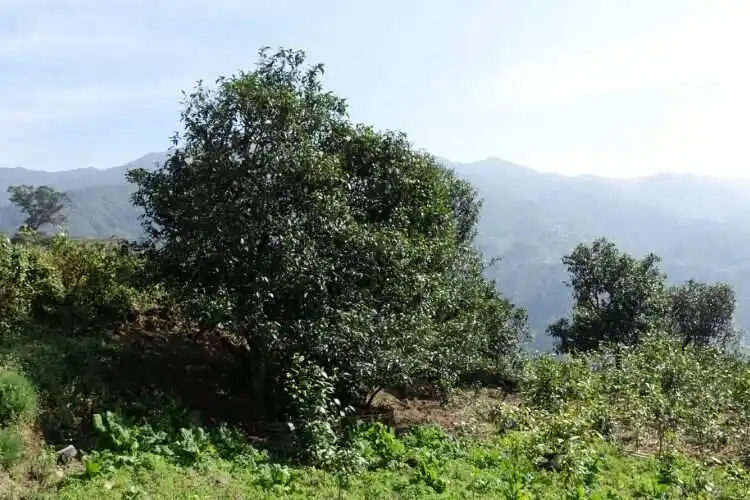 2024年冰島老寨古樹(shù)春茶特點(diǎn)是什么？