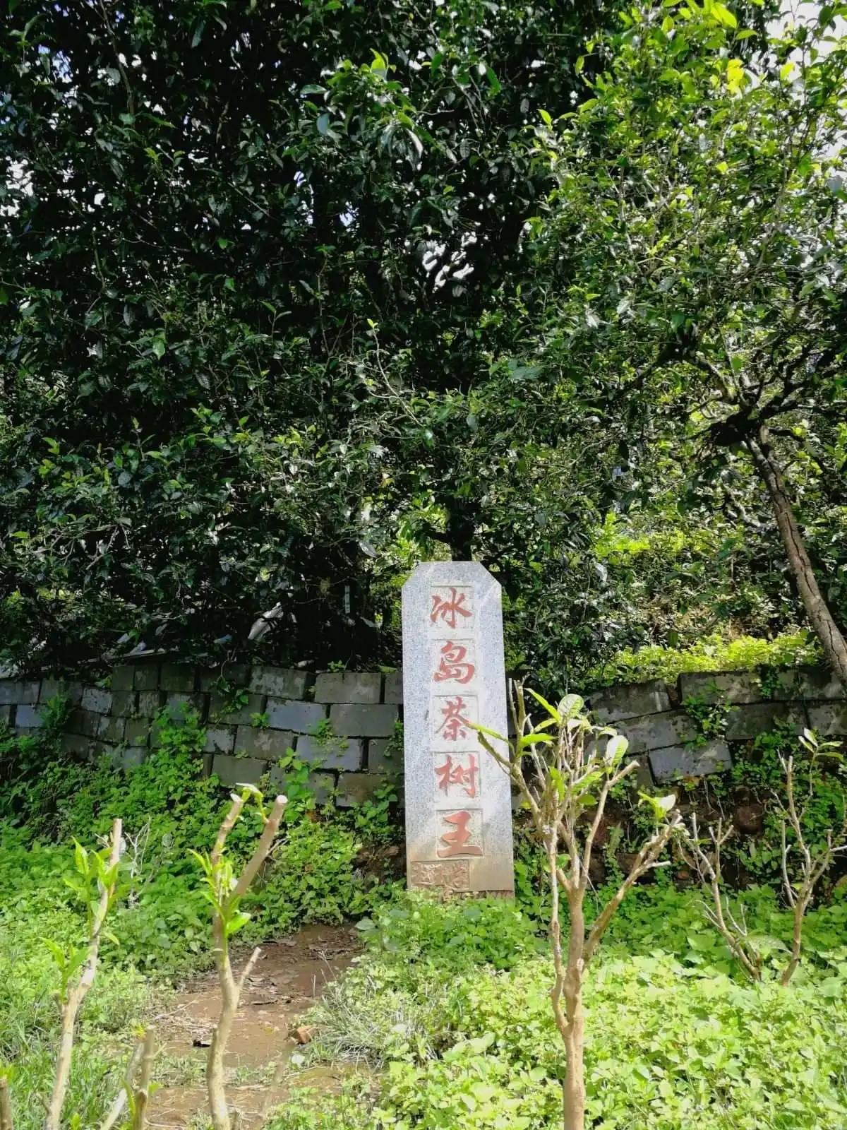 2024年冰島老寨古樹(shù)春茶價(jià)格多少？