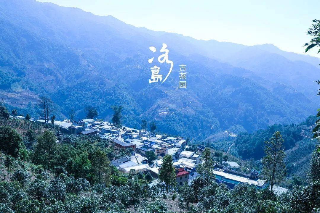 2024年冰島老寨古樹(shù)春茶多少錢(qián)一公斤？