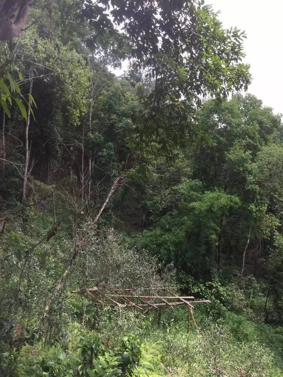 2024年曼松古樹(shù)春茶特點(diǎn)是什么？