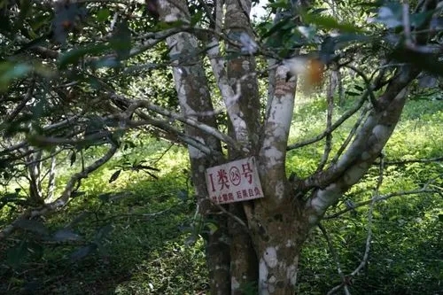 2024年薄荷塘古樹(shù)春茶特點(diǎn)是什么？