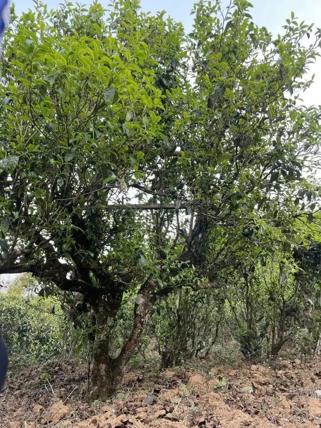 2024年薄荷塘古樹(shù)春茶價(jià)格是多少？