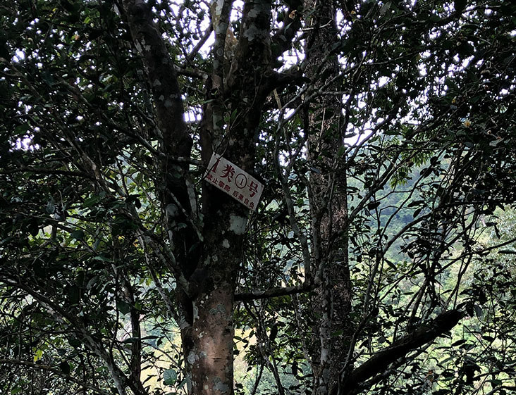 2024年薄荷塘古樹(shù)春茶多少錢(qián)一公斤？