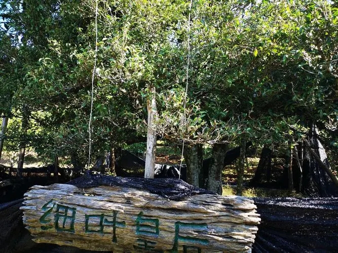 2024年困鹿山古樹(shù)春茶口感如何？