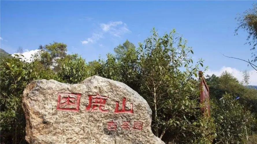 2024年困鹿山古樹(shù)春茶特點(diǎn)是什么？