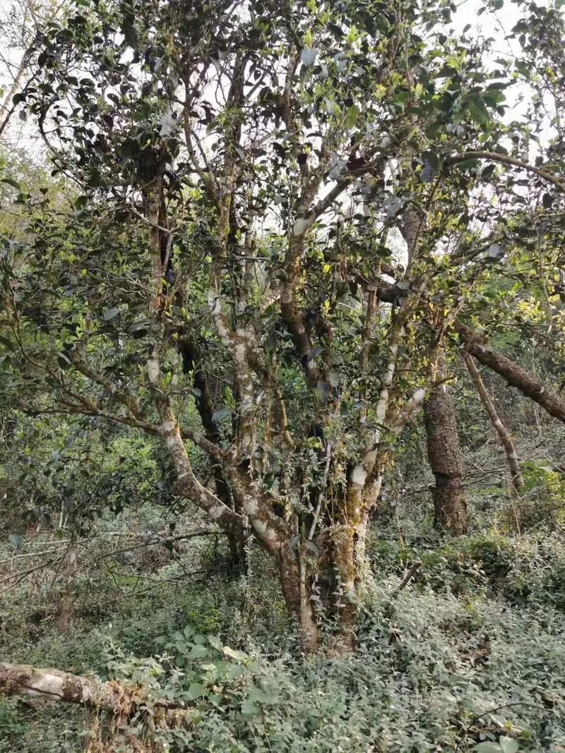 2024年迷帝古樹春茶口感如何？