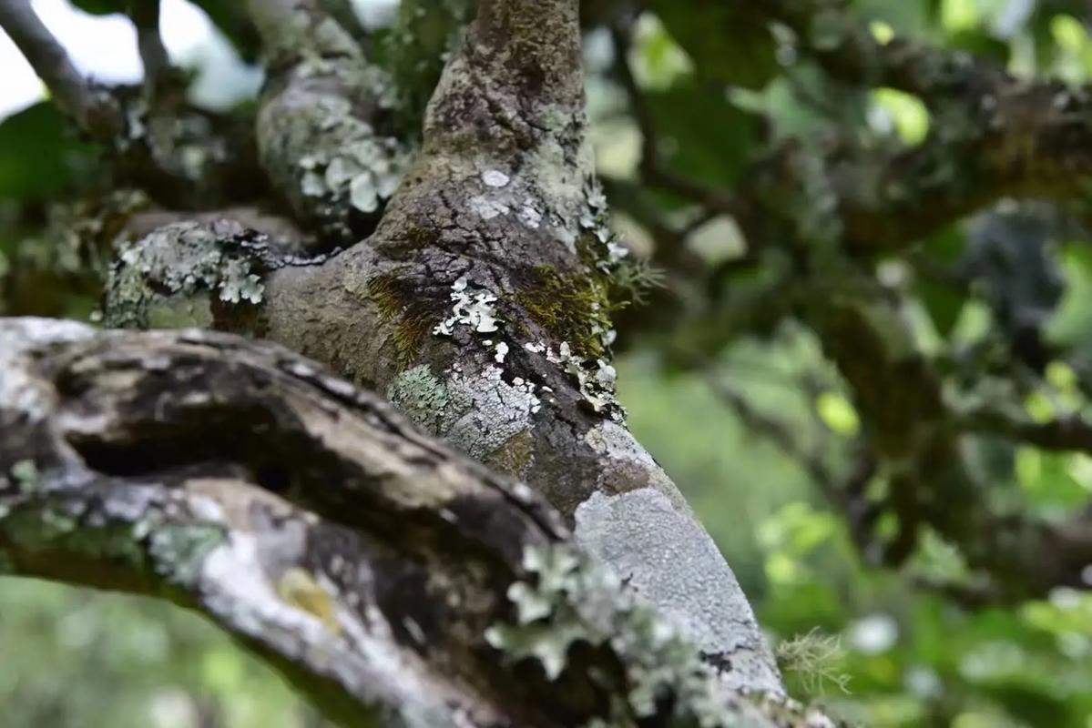 2024年迷帝古樹春茶多少錢一公斤？