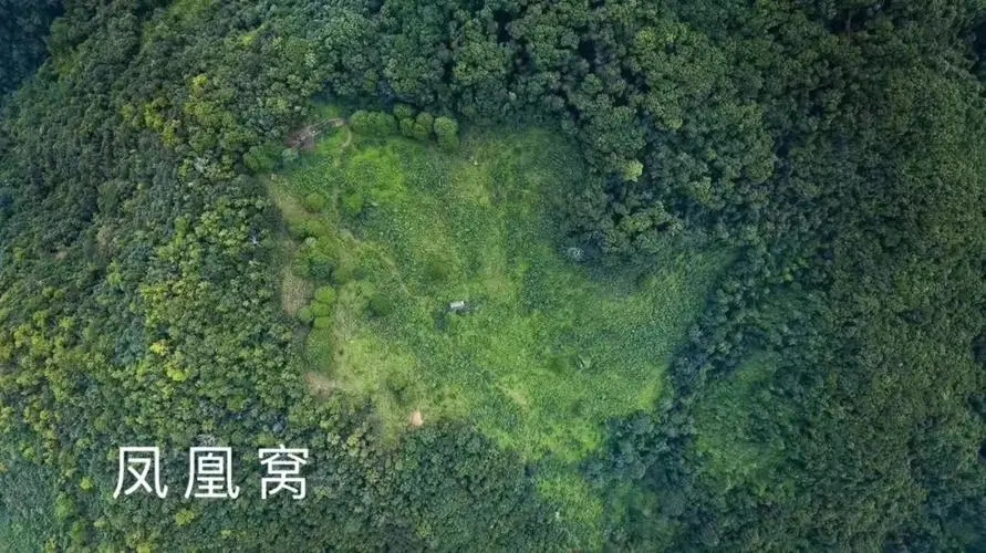 2024年墨江鳳凰窩古樹春茶多少錢一公斤？