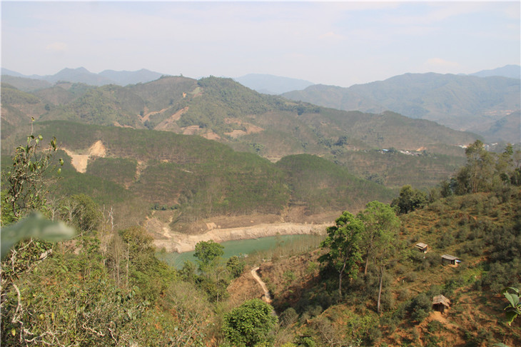 2024年昔歸古樹春茶口感是什么？