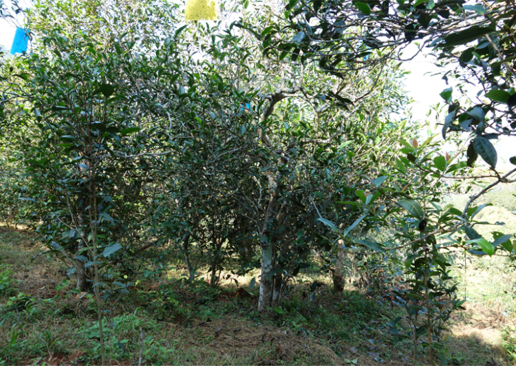 2024年昔歸古樹春茶多少錢一公斤？