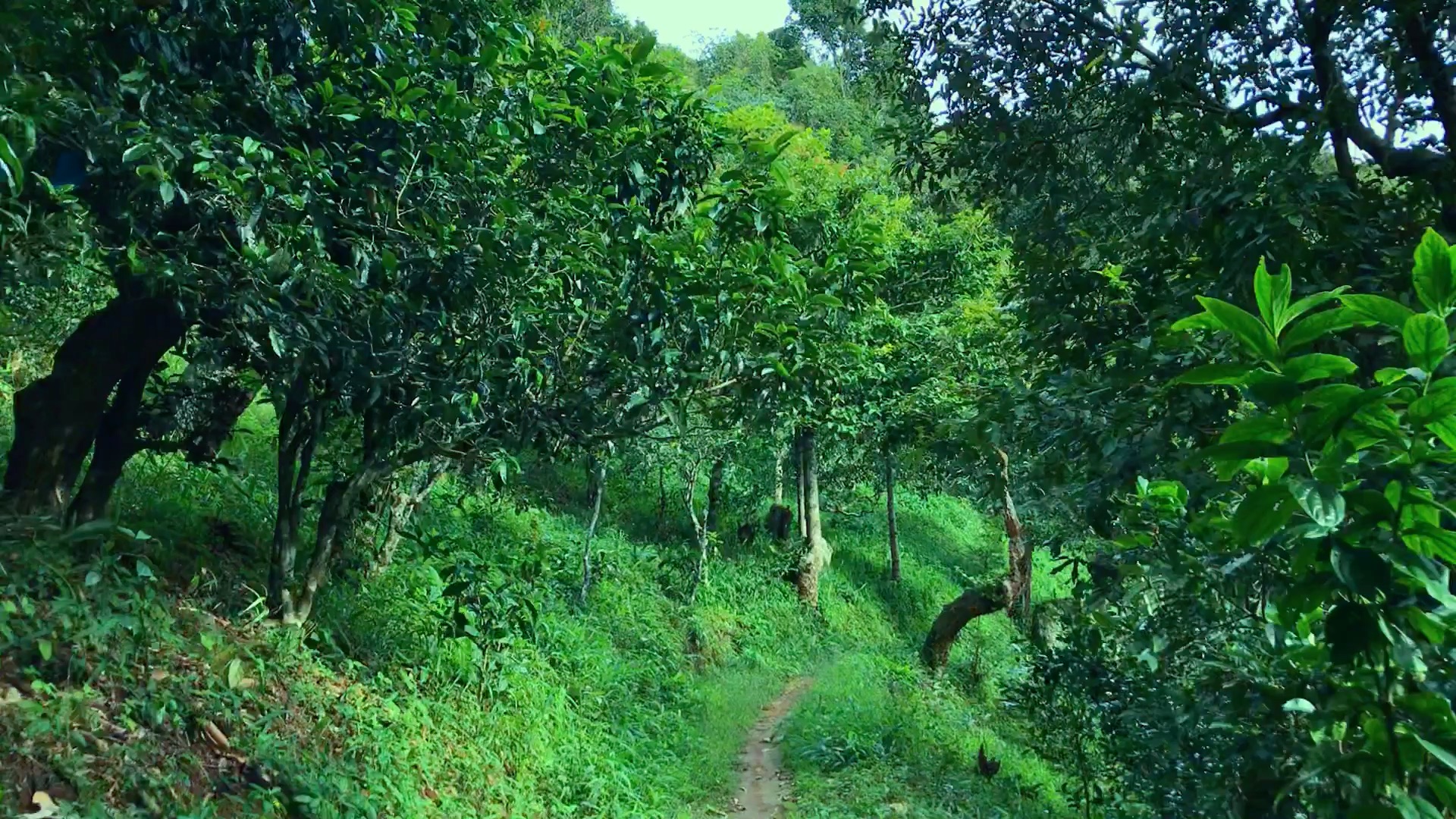 2024年磨烈古樹春茶品質(zhì)如何？