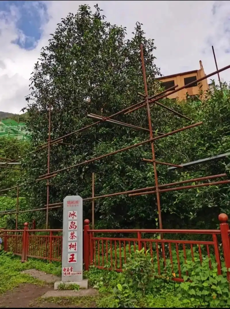 冰島老寨詳細(xì)介紹口感！