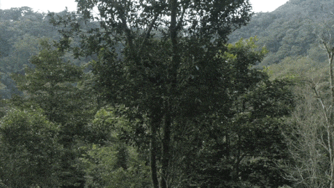 2025年易武古樹春茶價(jià)格是多少？