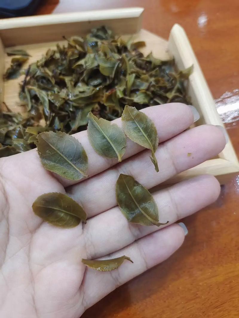 倚邦頭春茶，小葉種的春天