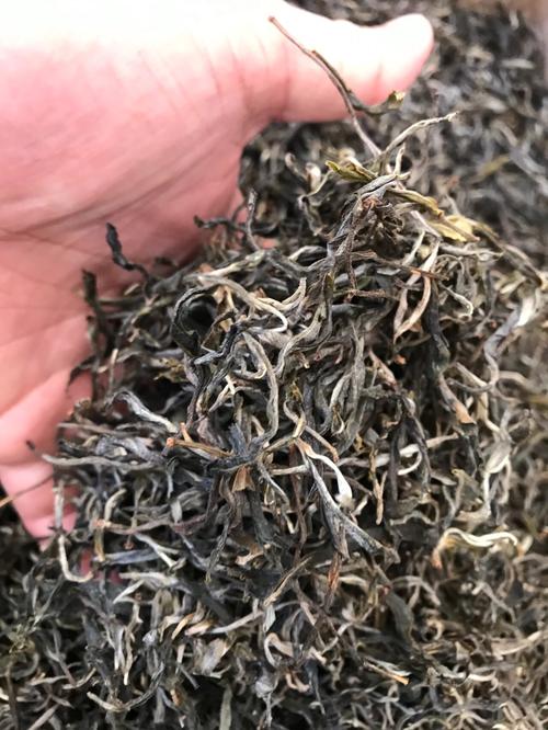 倚邦 | 兩朝貢茶，六山香魁