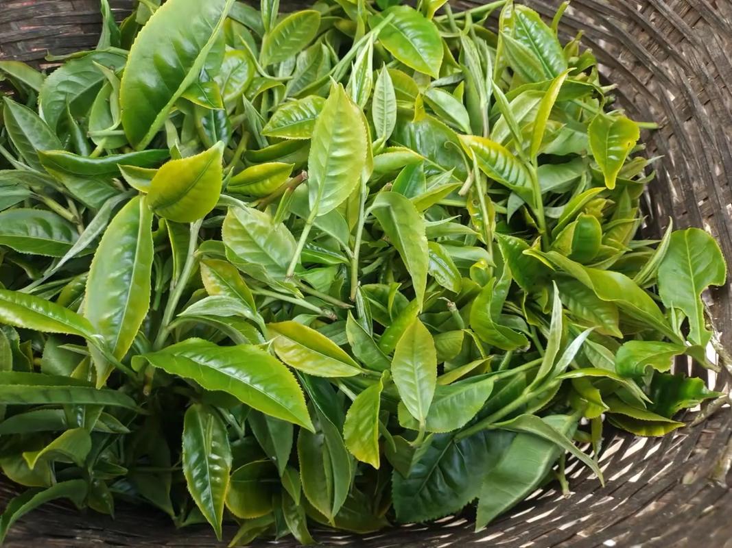 在一盞《莽枝》茶里感受時光陳韻之美